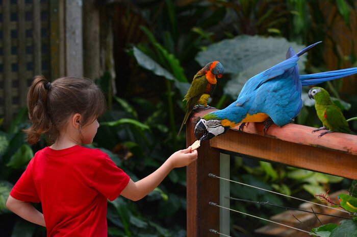 Experience South America's iconic birdlife at the Iguazú Falls