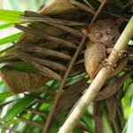Quietly seek out the delicate tarsier in the Philippine Tarsier Sanctuary on Bohol