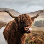 Look for iconic Highland cows as you explore the rugged Isle of Skye 