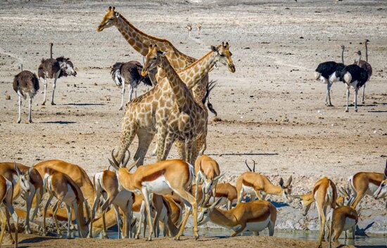 Self-drive safari in Etosha National Park