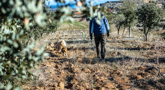 Private Truffle Tour and Homemade Lunch