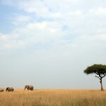 A family of elephants in the Maasai Mara National Reserve