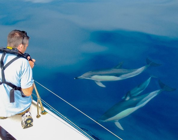 Algarve's Marine Wildlife Boat Tour