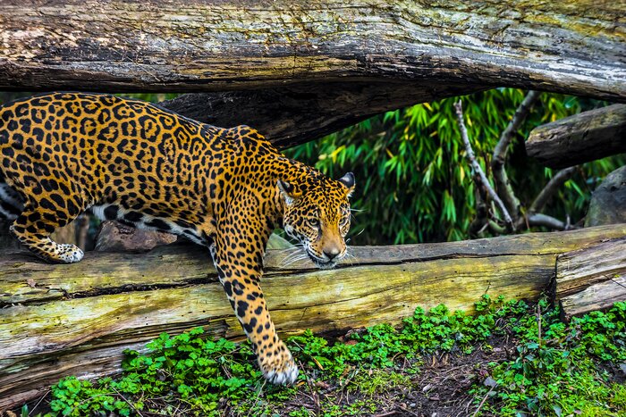 See big cats like jaguars at a jungle reserve near Placencia