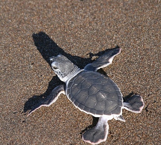  Moonlit Nesting: An Authentic Wildlife Wonder in Tortuguero (Tortuga Lodge)
