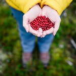 Lingonberries grow in the forests around Kiruna