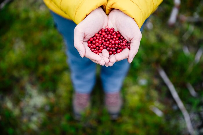 Lingonberries grow in the forests around Kiruna