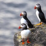 Puffins relaxing on Heimaey, the largest of the Westman Islands