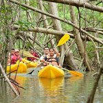 Mangroove Kayaking