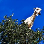 Be charmed by the argan tree-climbing goats en route to Essaouira in the summer