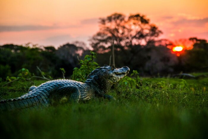Full Days in Pantanal - Caiman Lodge