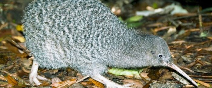 Overnight Kiwi Spotting