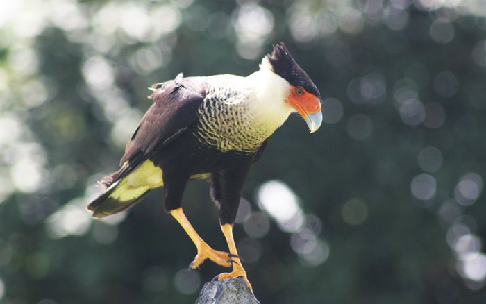 Birdwatching Tour at La Selva Biological Station