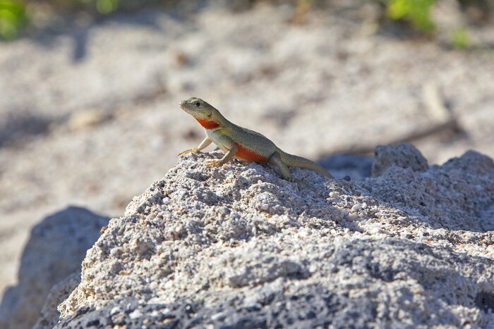 Spot plenty of exotic wildlife, including green and orange lava lizards like this one