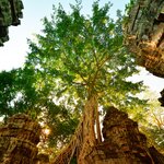 Get a close-up look at the Ta Prohm temple near Siem Reap