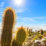 See the giant cacti on Isla Incahuasi, the largest island in Bolivia's salt flats