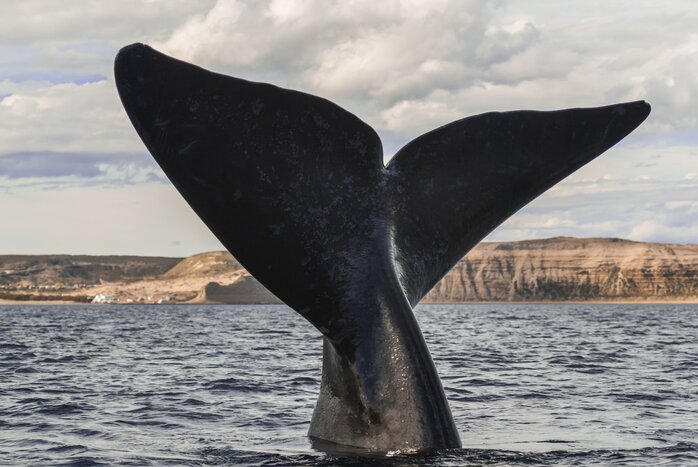 Witness breaching right whales off Península Valdés on an Argentine Patagonia itinerary to Puerto Madryn