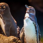 Enjoy observing the endearing penguins on Isla Santa Cruz