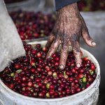 Visit a traditional Costa Rican farm to see how coffee, chocolate, and sugar cane are grown
