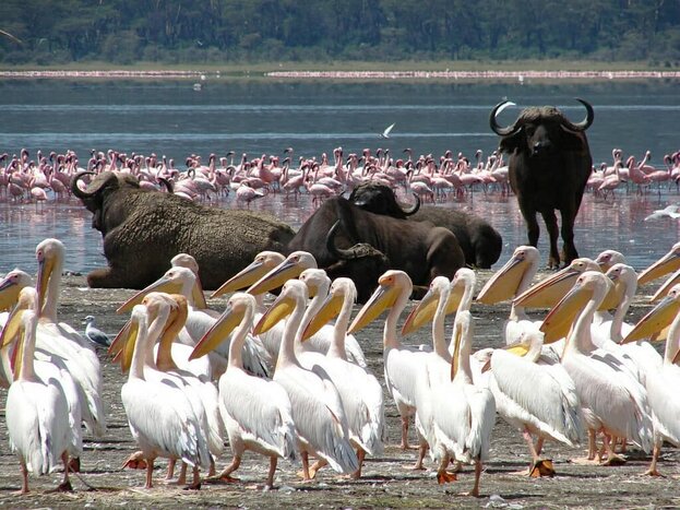 Lake Nakuru Full Day Game Drives