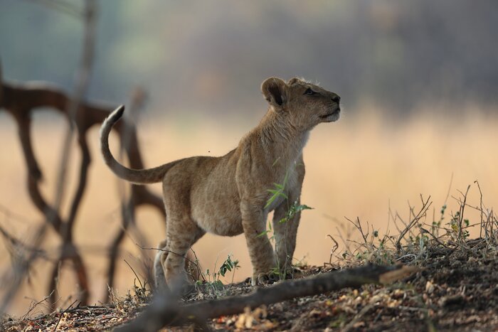 See wild cats on game drives through Tanzania on this special three-week tour