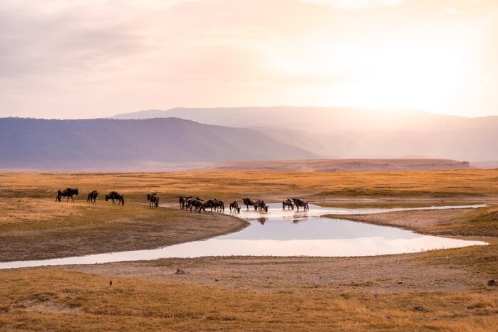 Cross the lush crater floor of Ngorongoro on safari drives