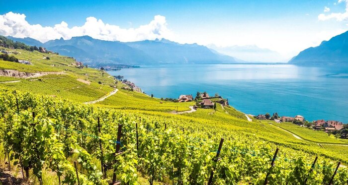 Wine tastings and visit of Lavaux vineyards, UNESCO World Heritage