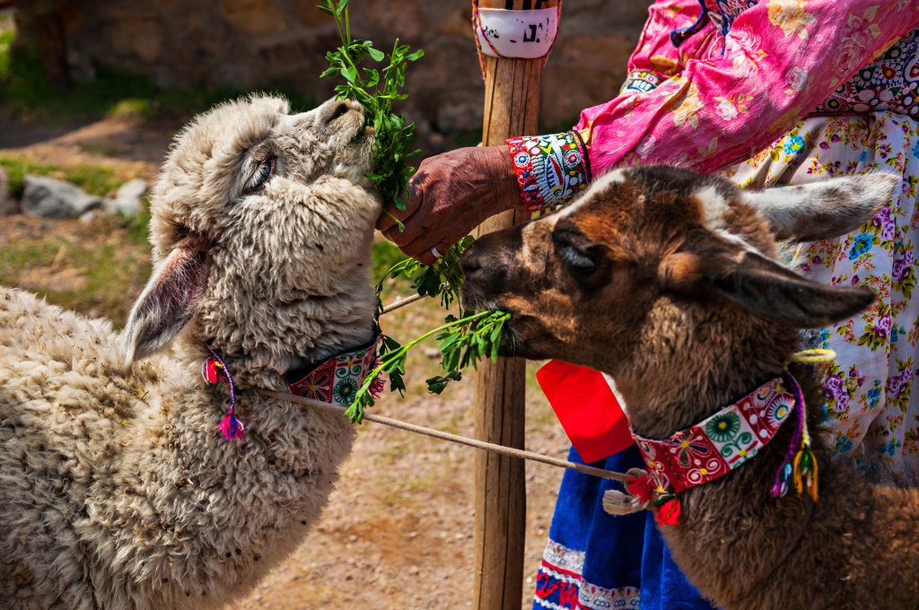 Llama and alpaca wool is used for textiles 