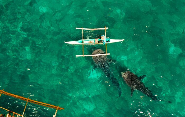 Dive alongside gentle whale sharks off Oslob