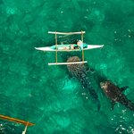 Dive alongside gentle whale sharks off Oslob