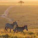 Experience the remarkable diversity of species in the Masai Mara National Reserve