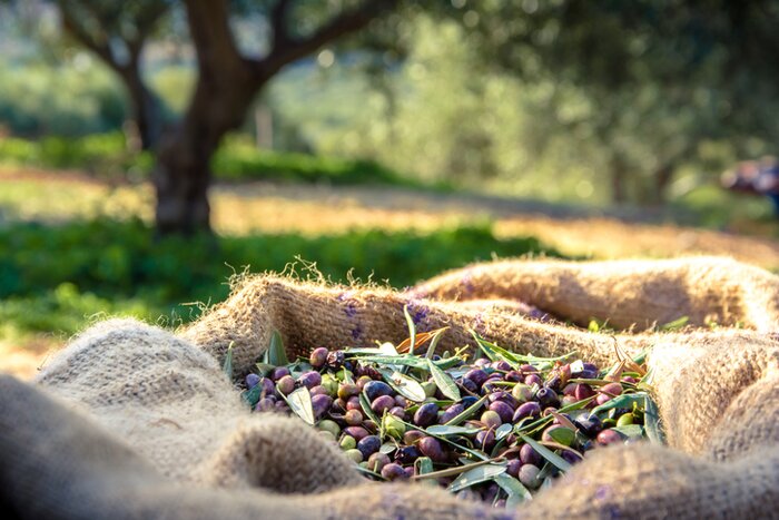  From Olive Groves to Vineyards: A Culinary Journey Through the Peloponnese