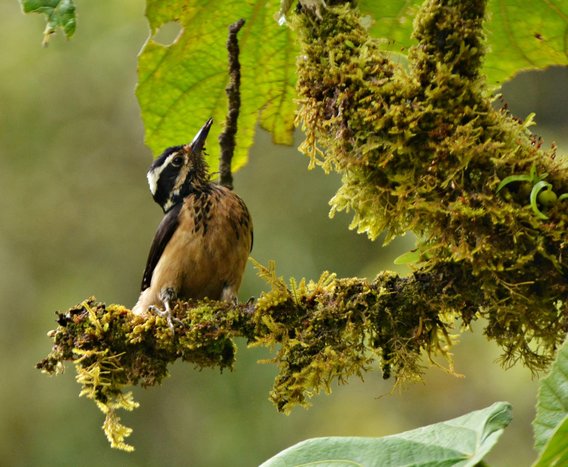 Birdwatching Tour at CATIE Botanical Garden