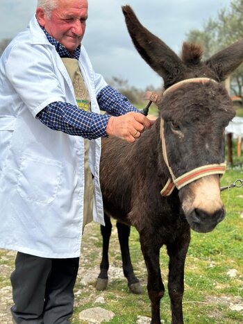 Walking with donkeys through the Drino Valley