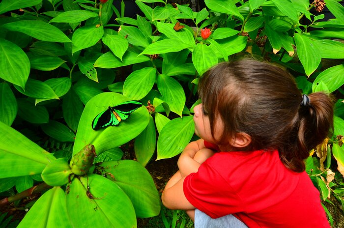 Little girl looks at a birdwing butterfly sitting on a plant in the Cairns' rainforest