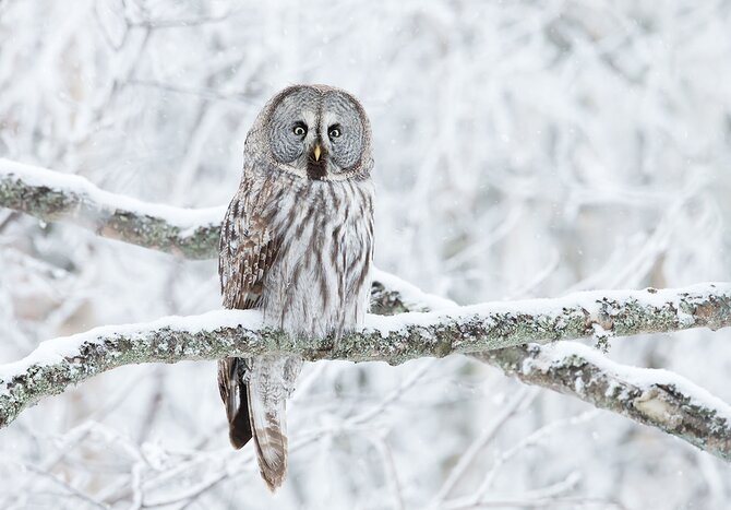 The great grey owl