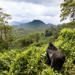 Trek through Volcanoes National Park to find the majestic gorillas