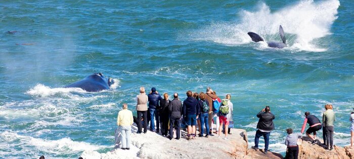 Full day Hermanus Tour & Whale cruise