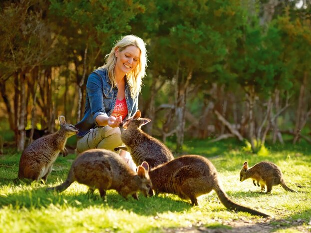 Private Dandenong Ranges & Steam Train Trip