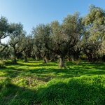 Get a glimpse of traditional farming life on the Peloponnese peninsula