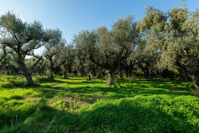 Get a glimpse of traditional farming life on the Peloponnese peninsula