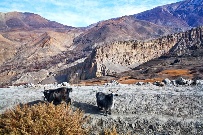 Come June, trek in Upper Mustang, a remote region in Nepal often referred to as "Little Tibet"