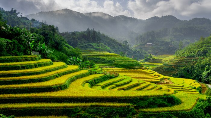 See rice fields en route to Sapa, an old French hill station in North Vietnam