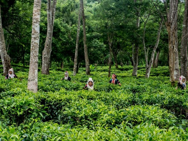 Araksa Tea Experience & Adventure at Sri Lanna National Park
