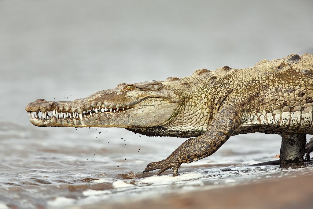 Spot the American crocodile on a tour of the Tarcoles River