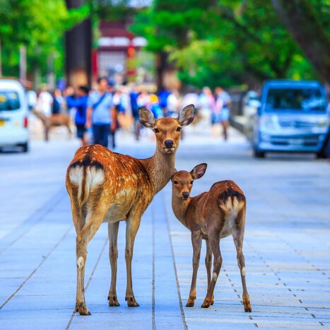 Kyoto to Osaka via Nara by private transfer