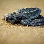 Turtle Nesting & Hatching in Tortuguero National Park