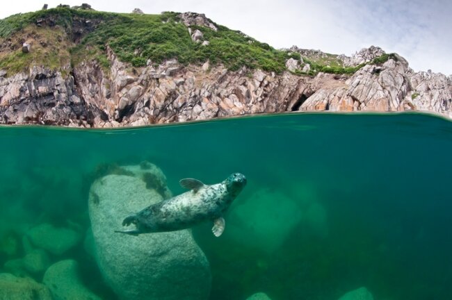 Seal Safari Boat Tour
