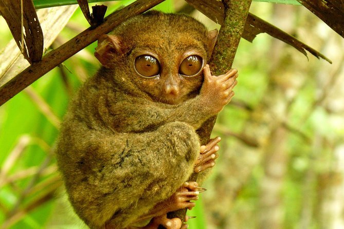 Bohol Country Side Tour