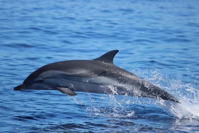Exploring the Majesty of the Seas on a Group Dolphin Watching Experience